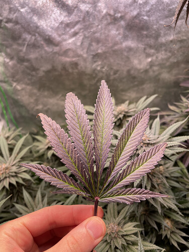 Growreport Bild 5