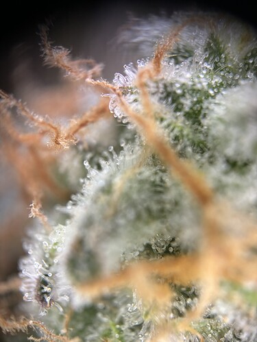 Growreport Bild 2