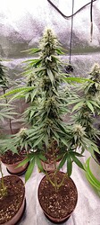 Growreport Bild 4