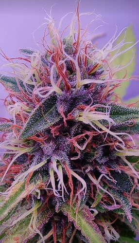Growreport Bild 5