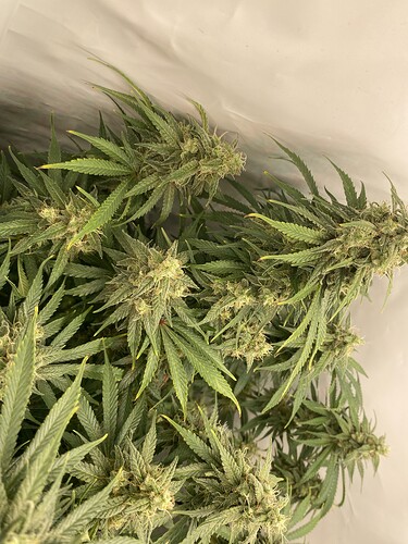 Growreport Bild 10