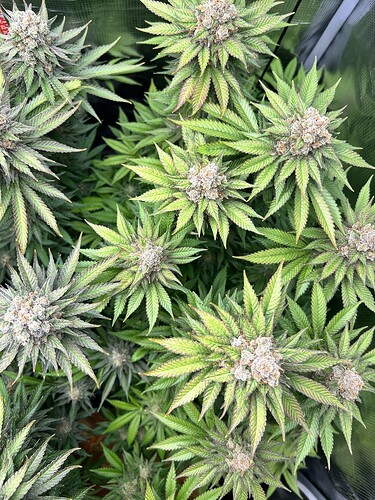 Draufsicht auf eine blühende Cannabispflanze mit dichten, harzigen Blütenständen in einem Growzelt.