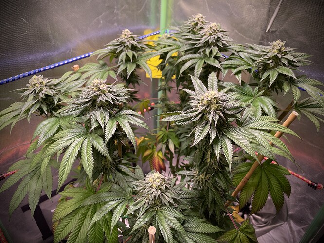 Growreport Bild 5
