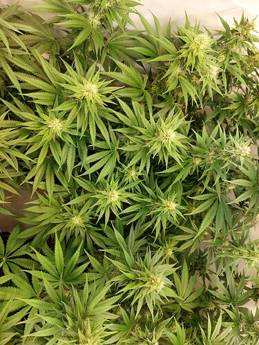 Growreport Bild 2