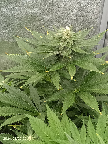 Growreport Bild 11