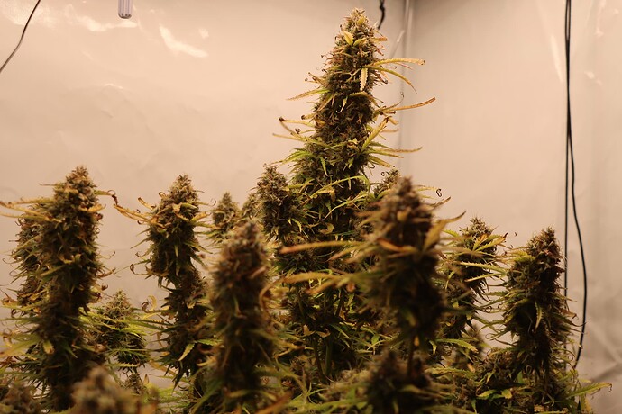 Growreport Bild 3