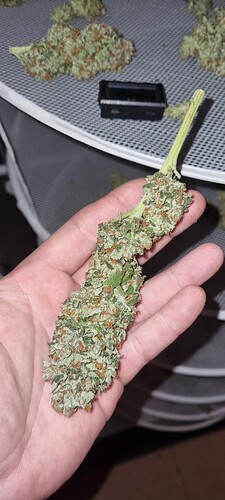 Growreport Bild 53