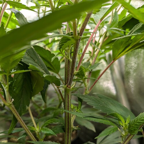 Growreport Bild 7