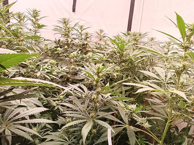 Growreport Bild 19