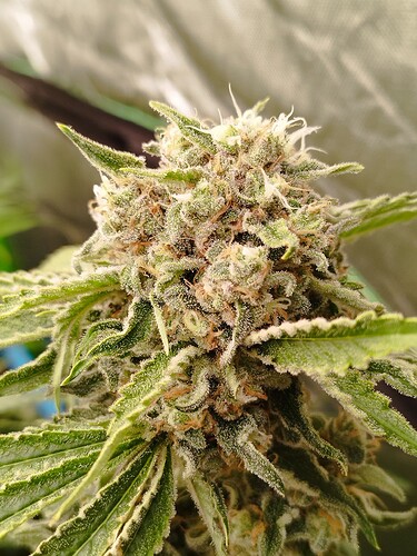 Nahaufnahme eines Cannabis-Buds in der Blütephase, bedeckt mit Trichomen und mit orangefarbenen Stempeln.