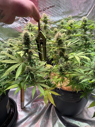 Growreport Bild 23