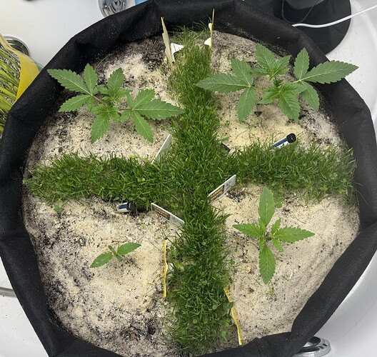 Growreport Bild 13