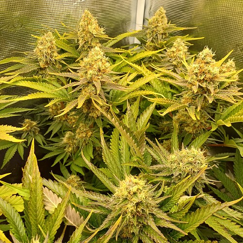 Growreport Bild 5