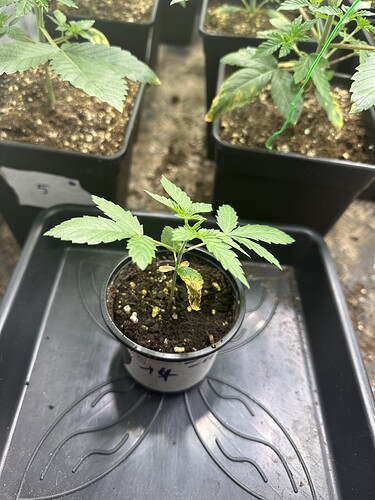 Growreport Bild 2