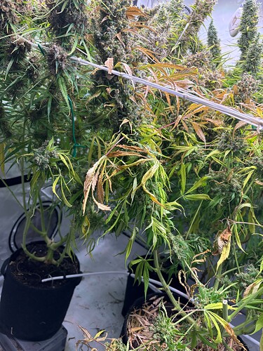 Growreport Bild 5