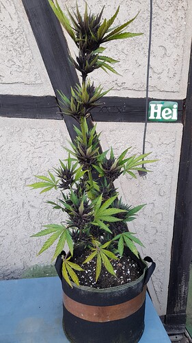 Growreport Bild 5
