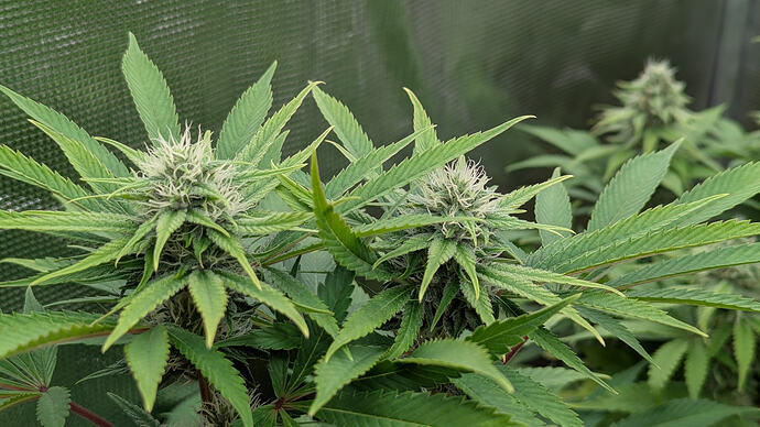 Nahaufnahme von zwei blühenden Cannabispflanzen mit dichten Blütenständen und weißen Stigmen, im Hintergrund weitere Pflanzen.