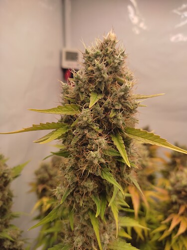 Growreport Bild 7