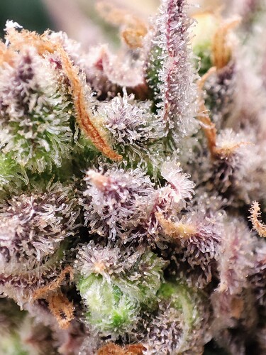 Growreport Bild 54