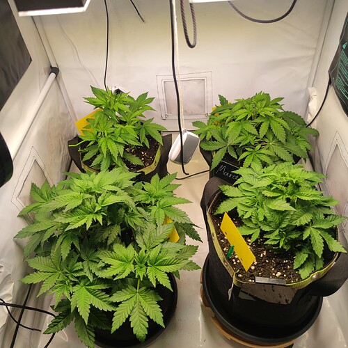 Growreport Bild 2