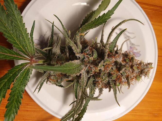 Growreport Bild 14