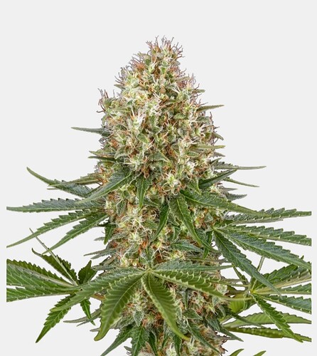Growreport Bild 1