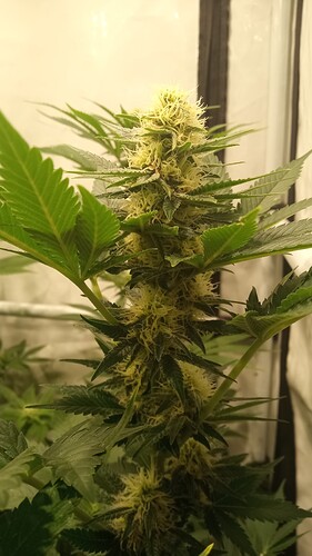 Growreport Bild 47