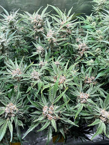 Growreport Bild 13