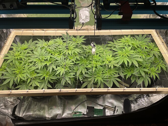 Mehrere junge Cannabis-Pflanzen in einem Zelt, die sich unter einem Netz ausbreiten, bereit für das Training.