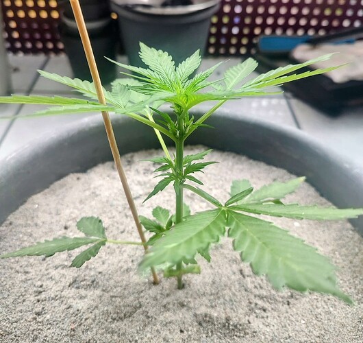 Growreport Bild 5