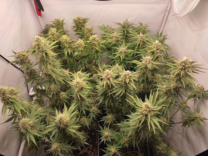 Growreport Bild 3