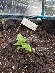 PXL_20250413_065156374