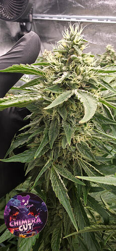 Growreport Bild 29