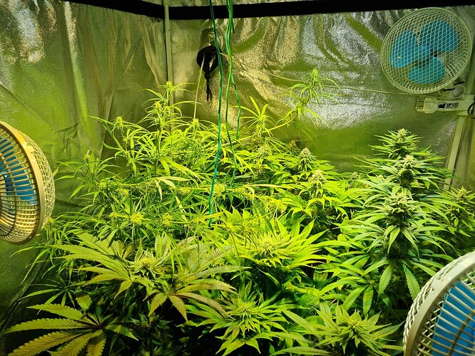 Mehrere Cannabis-Pflanzen in der Blütephase in einem Zelt, beleuchtet von einer grünen Lampe und belüftet durch Ventilatoren.