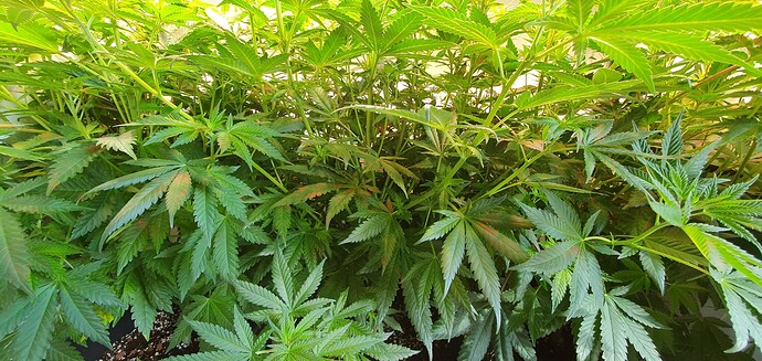 Growreport Bild 8