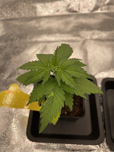 Growreport Bild 43