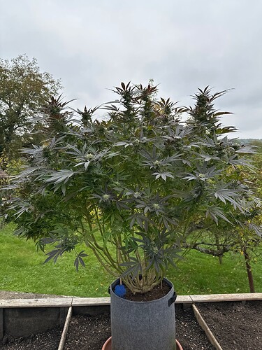 Growreport Bild 35