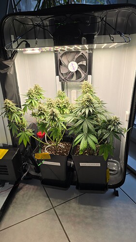 Growreport Bild 1