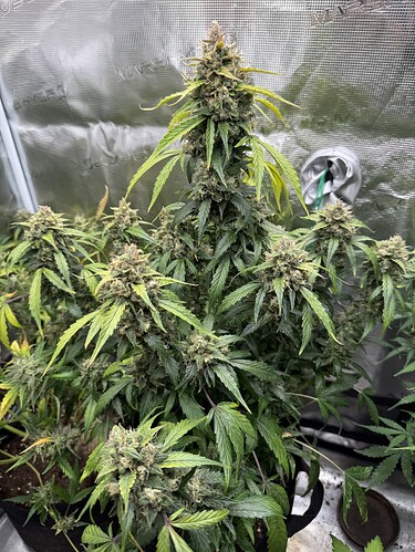 Growreport Bild 15