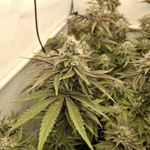 Growreport Bild 20