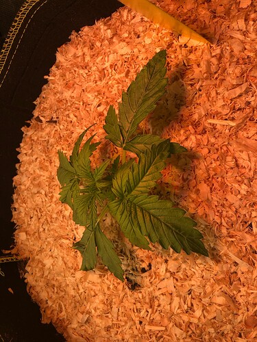 Growreport Bild 11