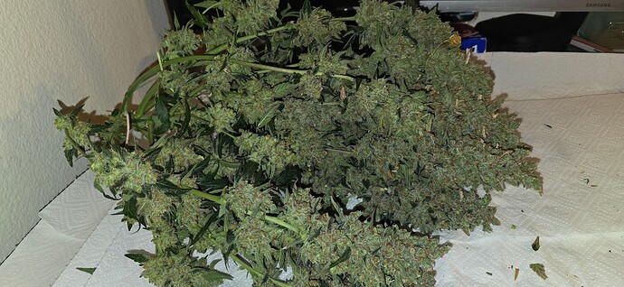 Growreport Bild 2