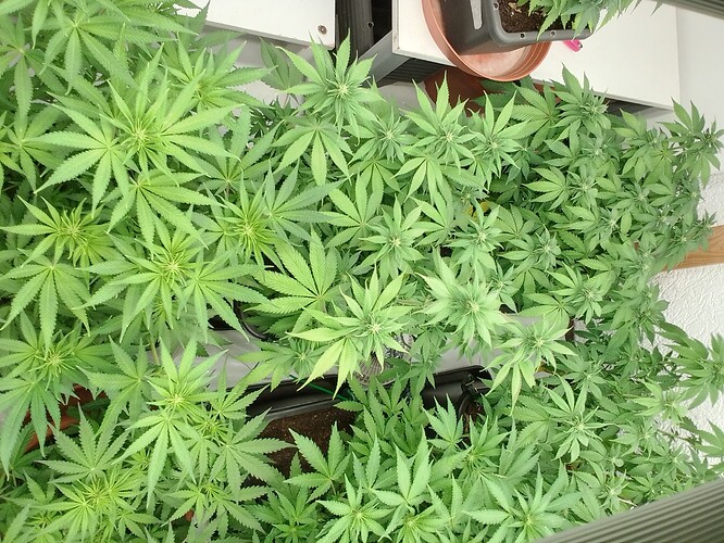Growreport Bild 7