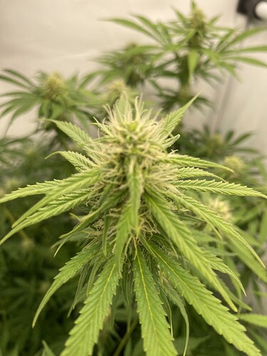 Growreport Bild 9