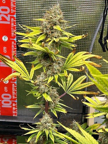 Growreport Bild 28