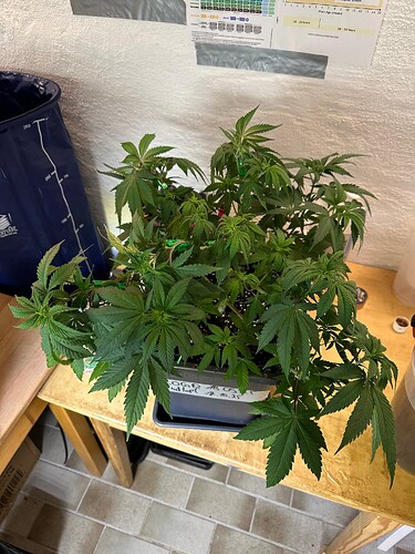Growreport Bild 15