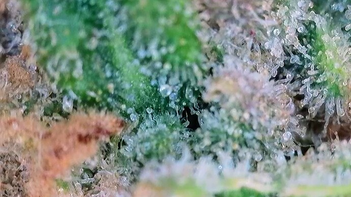 Growreport Bild 27