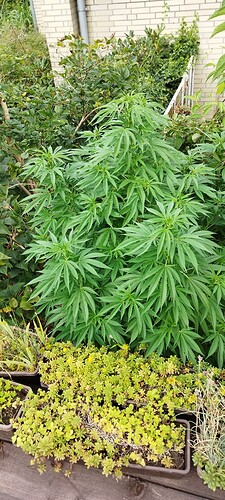 Growreport Bild 6