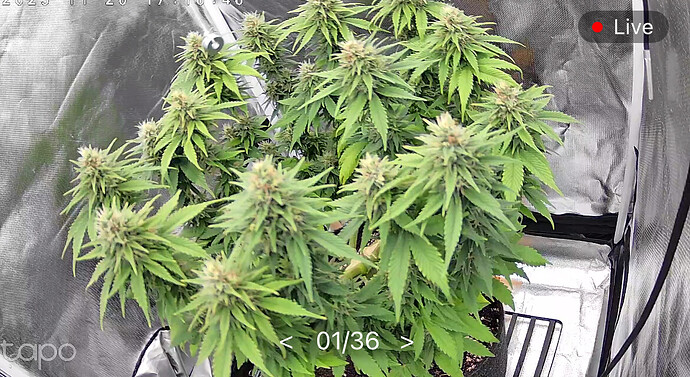 Growreport Bild 11