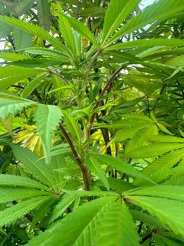 Growreport Bild 5
